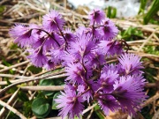 10 Soldanella alpina